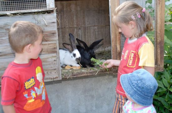 stocknerhof tiere am bauernhof 7