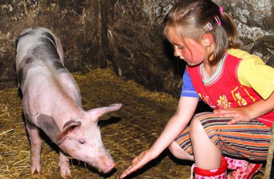 stocknerhof tiere am bauernhof (5)